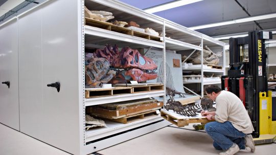 oversized fossils stored on compact mobile storage system