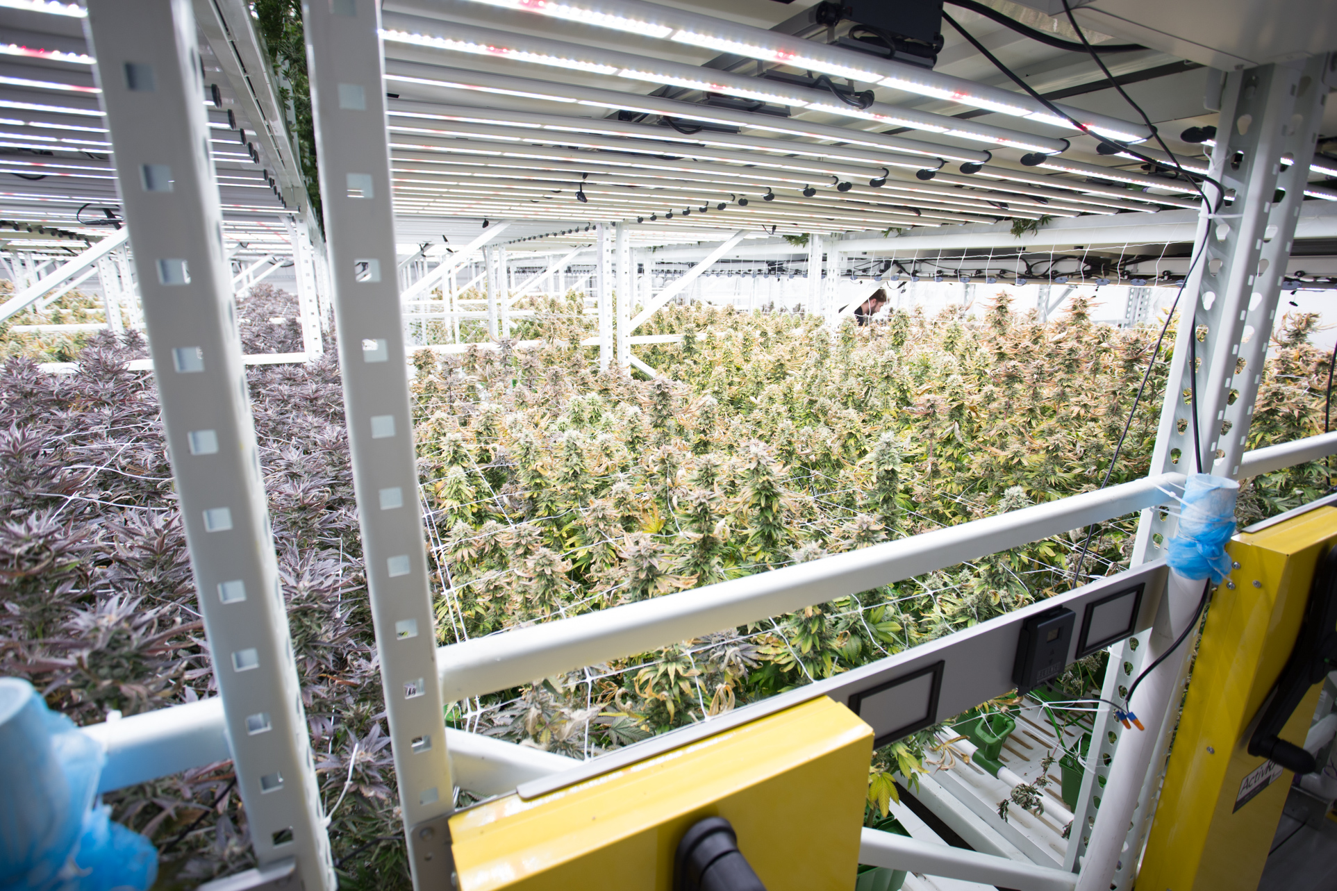Cannabis GROW System
