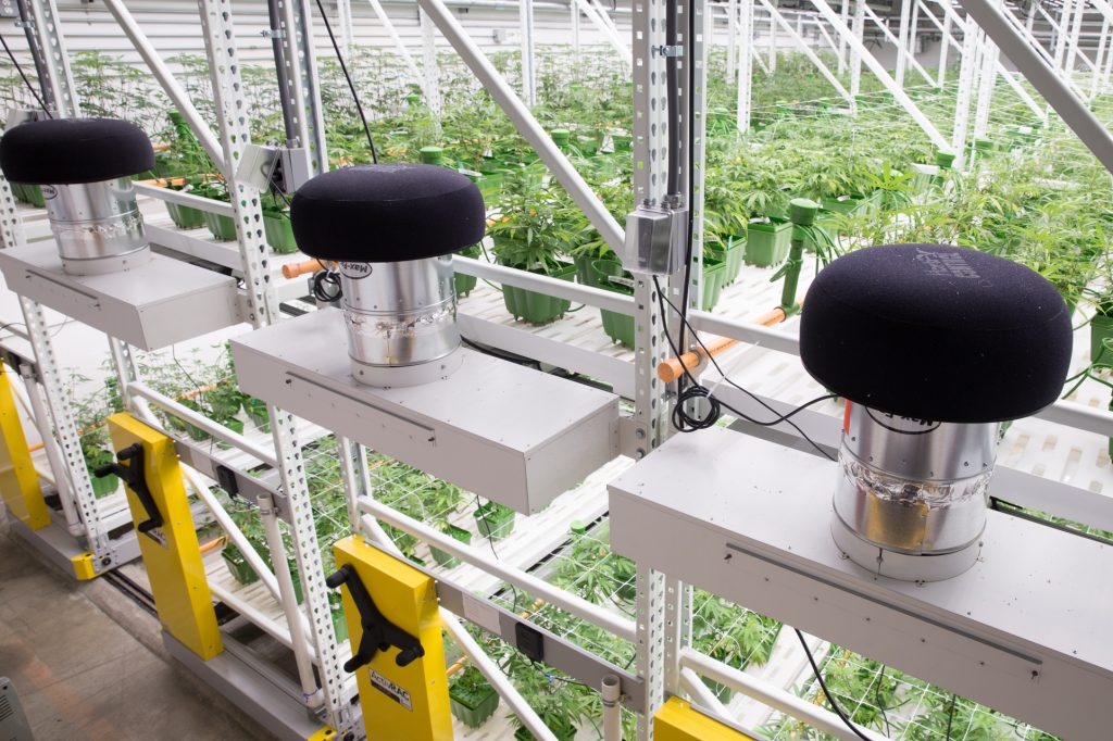 High Yield Cannabis Grow Facility with GROW System