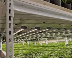 Cannabis Growing System