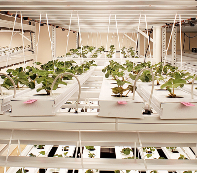 growing hydroponics