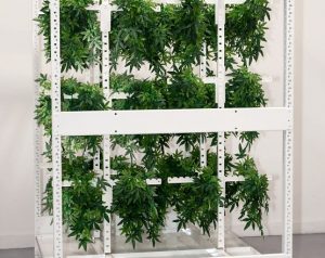 grow cannabis inside